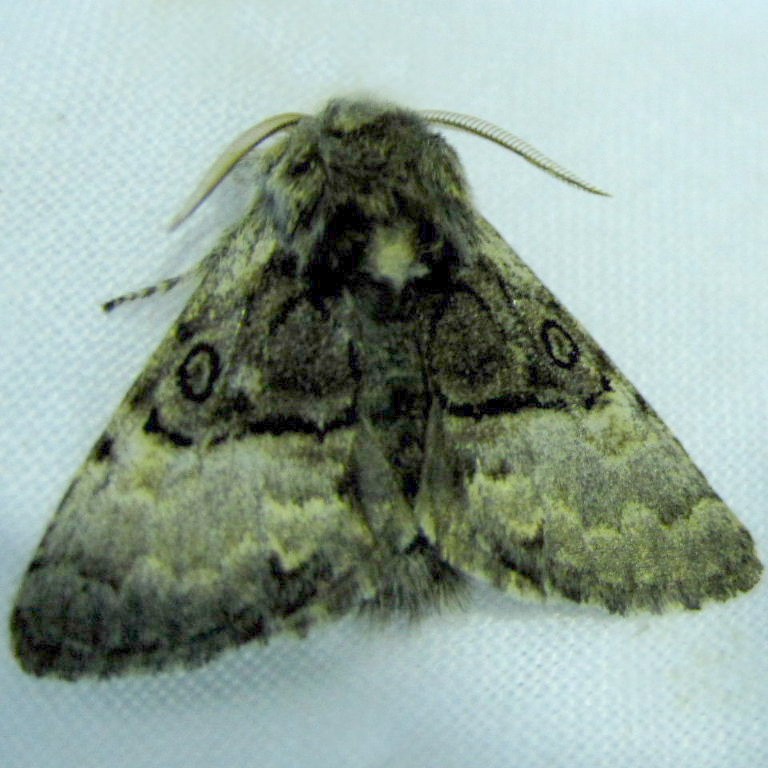 Nut-tree Tussock Moth