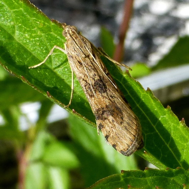 Rush Veneer moth