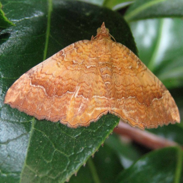 red Yellow Shell moth