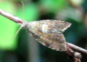 small moth