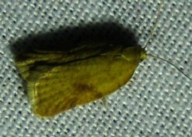 Acleris ferrugana moth