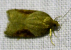 Acleris laterana moth