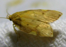tortrix moth poss acleris notana