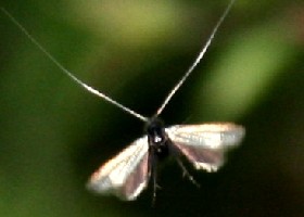 Fairy Moth Green Longhorn