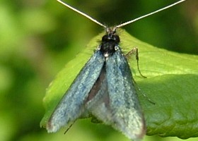 Fairy Moth Green Longhorn