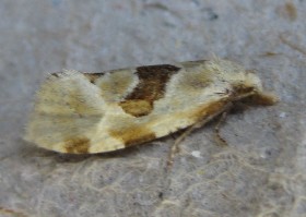 tortrix moth Aethes rubigana