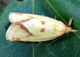 Agapeta hamana moth