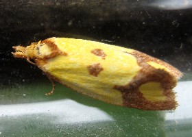 Sulphur Knapweed moth