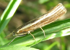 agriphila selasella grass veneer