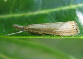 Agriphila straminella grass moth