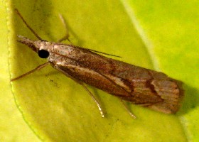 agriphila geniculea grass moth