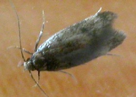 Brown-dotted Clothes Moth