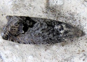 Beech moth Cydia fagiglandana