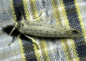 Bird-cherry Ermine