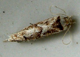 Blastobasis adustella moth