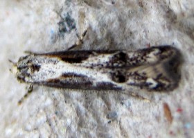 Apple Pith Moth Blastodacna hellerella moth