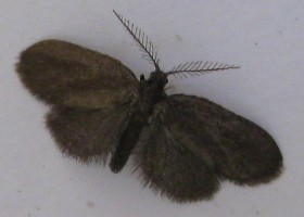 small brown moth