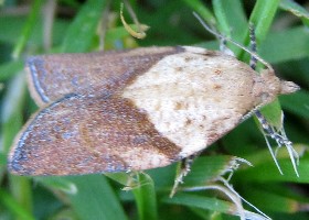 Light Brown Apple Moth male