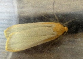 Buff Footman moth