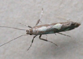 Calybites phasianipennella moth