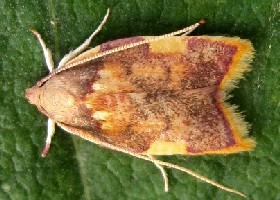 Carcina quercana moth