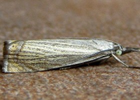 Chrysoteuchia culmella grass moth