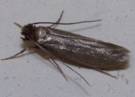 Large Pale Clothes Moth