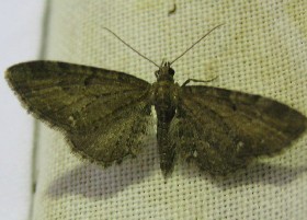 Common Pug moth