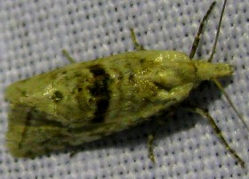 cochylimorpha