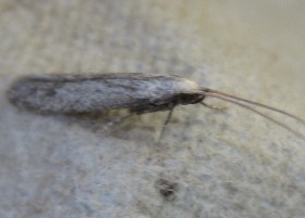 coleophora hemerobiella moth
