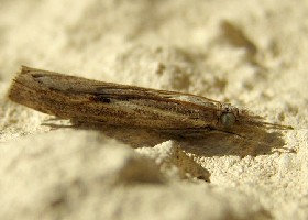 crambid grass moth