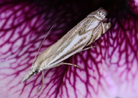 Crambus lathoniellus grass moth