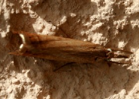 chrysoteuchia crambid moth