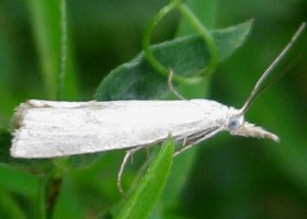 Crambus perlella grass moth
