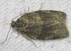 Cyclamen tortrix?