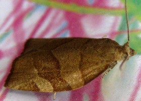 Dark Fruit-tree Tortrix