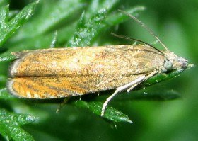 Dichrorampha vancouverana