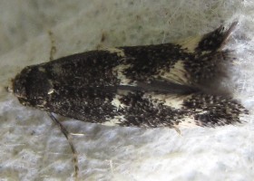 Elachista apicipunctella Pearled Dwarf