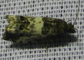epiblema species