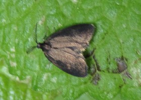 Epichnopterix plumella moth