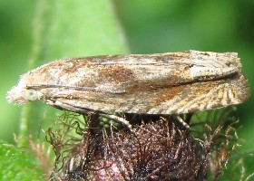 Eucosma cana