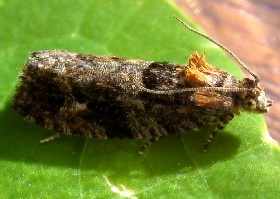 Eudemis profundana Diamond-back Marble moth