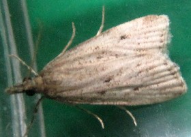 Eudonia pallida moth
