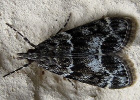 Eudonia mercurella moth? Small Grey