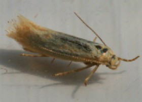 grass moth 3