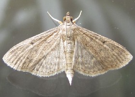 Grass Webworm