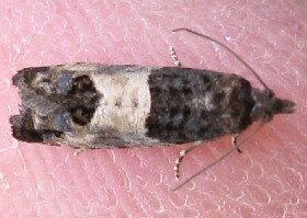 Tortrix Gypsonoma sociana