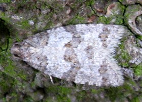 Isotrias rectifasciana moth