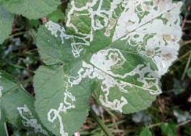 various leaf miner moths