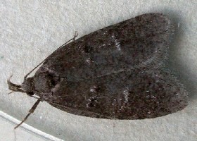 Luquetia lobella moth